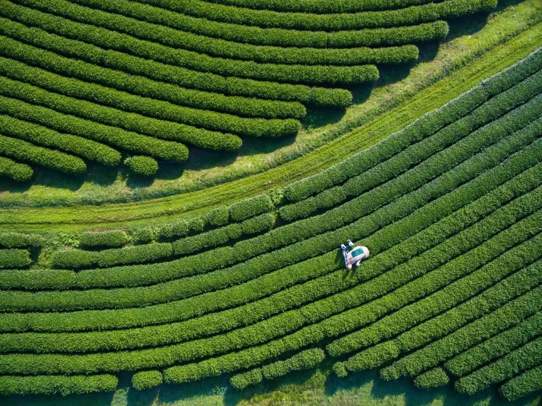 茶产业发展｜现代化茶叶种植与加工、茶叶全产业链科研