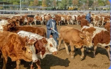 银川红寺堡区万头肉牛标准化养殖项目