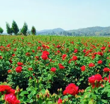 西刘举人庄村玫瑰种植基地