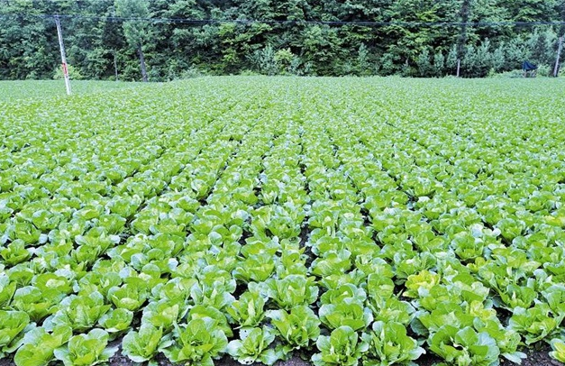 安乐乡太极蔬菜种植项目